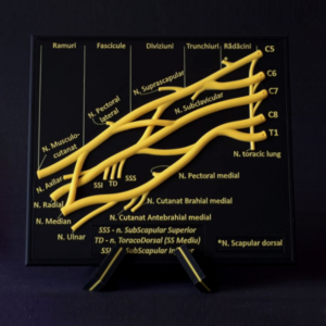 Machetă anatomică - PLEXUL BRAHIAL