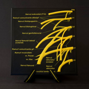 Machetă anatomică - PLEXUL LOMBAR