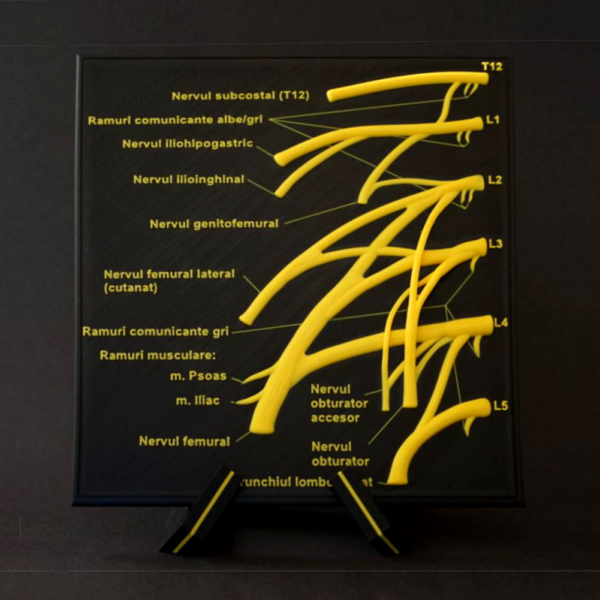 Machetă anatomică - PLEXUL LOMBAR